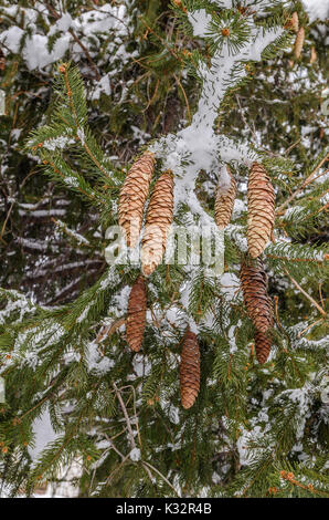 Mince, long, des pommes de pin sur une épinette de Norvège (Picea abies) mélangé avec un peu de neige et les aiguilles vertes Banque D'Images