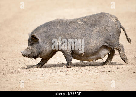 Libre femme cochon vietnamien potbellied (Sus scrofa domesticus) marcher sur le sol et Vue de profil Banque D'Images