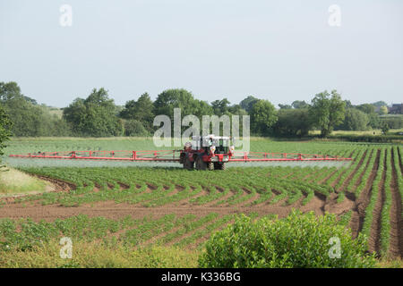 L'épandage d'engrais sur un tracteur champs agricoles La production des pommes de terre en Amérique du Warwickshire, Angleterre, RU Banque D'Images