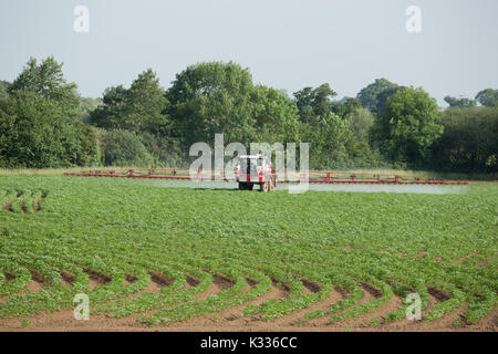 L'épandage d'engrais sur un tracteur champs agricoles La production des pommes de terre en Amérique du Warwickshire, Angleterre, RU Banque D'Images