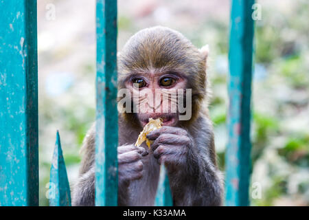 Singe Macacus vivant dans le temple de Swayambu Nath, Katmandou, Népal Banque D'Images