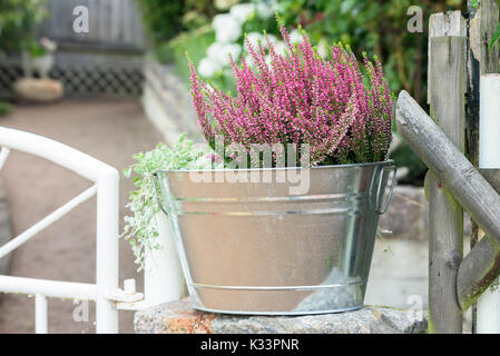 La floraison rose pourpre heather dans un seau en métal sur la pierre à côté d'une porte de jardin blanc. Banque D'Images