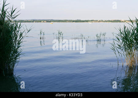 Roseau commun (phragmites australis) au lac de Garde, Italie Banque D'Images