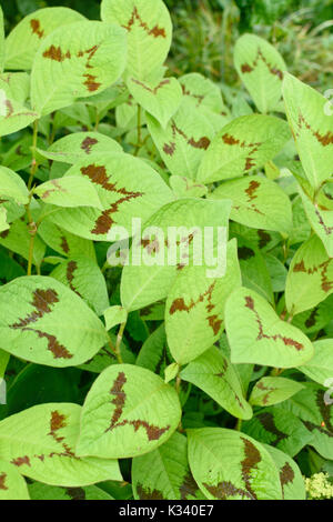 Jumpseed (persicaria filiformis 'lance corporal' syn. polygonum filiforme 'lance corporal') Banque D'Images