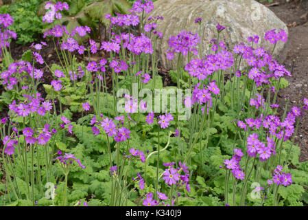 (Primrose primula) cortusoides Banque D'Images