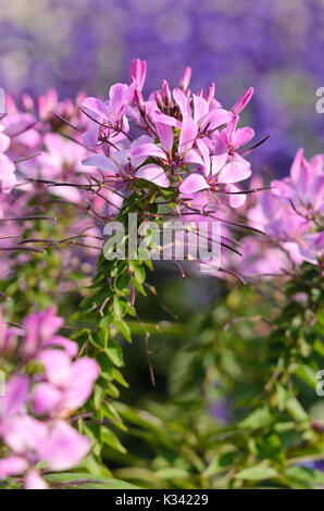 Fleur araignée (tarenaya hassleriana 'señorita rosalita' Cleome hassleriana syn. 'señorita rosalita') Banque D'Images