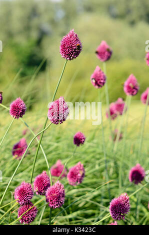 Poireau à tête ronde (Allium sphaerocephalon) Banque D'Images