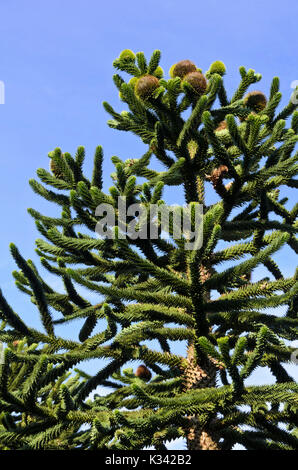 Pin du Chili (Araucaria araucana) Banque D'Images