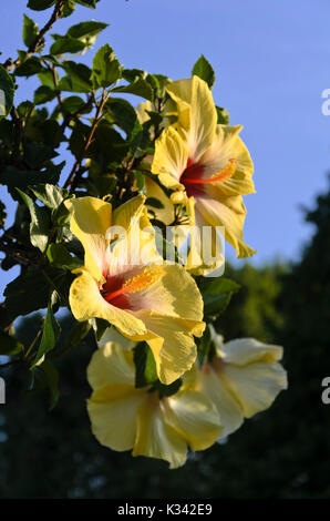 Hibiscus (hibiscus chinois rosa-sinensis) Banque D'Images