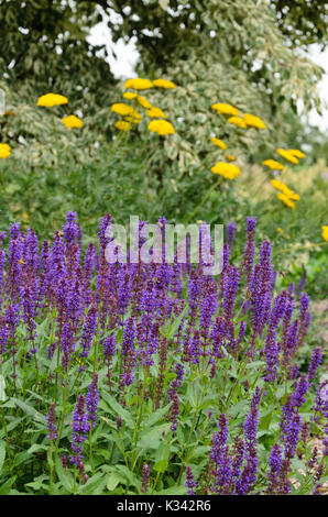 Scieries de sauge (salvia nemorosa 'ostfriesland') et l'achillée millefeuille (Achillea filipendulina fernleaf) Banque D'Images