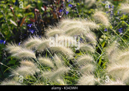 Actaeon (Pennisetum villosum herbe) Banque D'Images