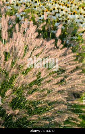 Fontaine naine (herbe pennisetum alopecuroides 'hameln') et pourpre (Echinacea purpurea 'Alba') Banque D'Images