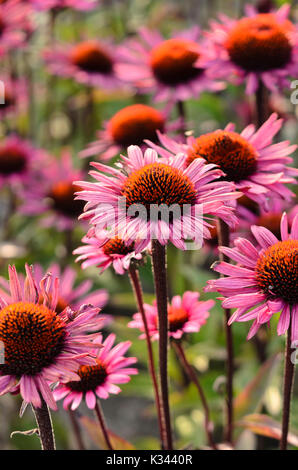 Pourpre (Echinacea purpurea 'Fatal attraction') Banque D'Images