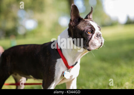 Un Boston terrier noir et blanc portant un faisceau rouge Banque D'Images