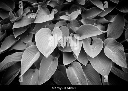 Hosta siebolldiana avec des gouttes de pluie sur ses feuilles Banque D'Images