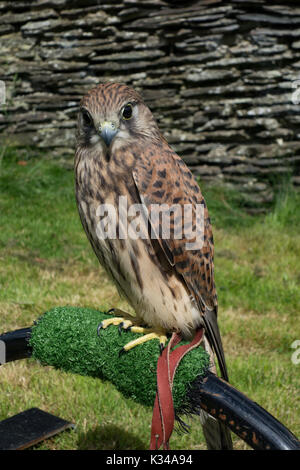 Falco tinnunculus Crécerelle femelle juvénile sur les fauconniers gant. Le Pays de Galles. UK Banque D'Images