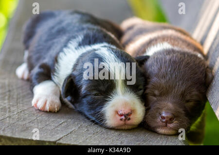 Deux petits chiens chiot dormir sur banc en bois Banque D'Images