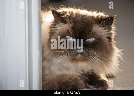 Portrait d'un chat de l'himalaya Banque D'Images