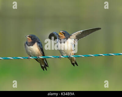 Les jeunes hirondelles Hirundo rustica sur fence attendant d'être nourris Banque D'Images