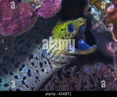 Liséré de la murène (Gymnothorax fimbriatus) avec des crevettes. Détroit de Lembeh (Indonésie). Banque D'Images