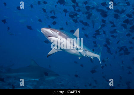 Requin gris de récif (Carcharhinus amblyrhynchos) en premier plan avec le requin taureau dans l'ombre fond bleu ci-dessous. Lagon de Beqa, Fidji. Banque D'Images