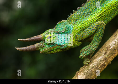 Mâle adulte Jackson's chameleon (Trioceros jacksonii, jacksonii,) sur une branche Banque D'Images