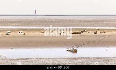 Les phoques communs sur le banc de Robbenplate Aussenweser allemand dans le Banque D'Images