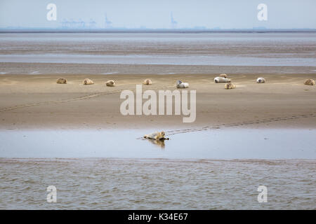 Les phoques communs sur le banc de Robbenplate Aussenweser allemand dans le Banque D'Images