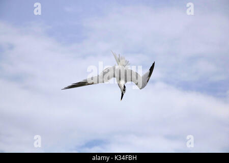 Un sandwich tern plongée sous-marine pour les poissons Banque D'Images