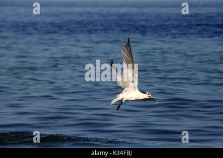 Un sandwich Tern capture d'un poisson Banque D'Images