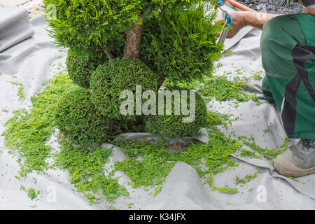 Arbre, thuja ou hêtre avec un grattoir à neige dans la forme. Banque D'Images