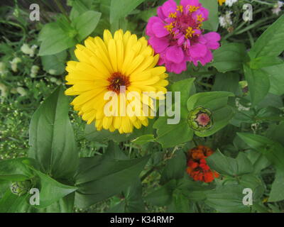 Facile à cultiver des fleurs de jardin en différentes couleurs et types. Fleurs de type Marguerite. Banque D'Images