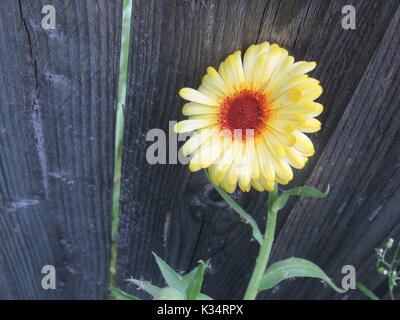 Facile à cultiver des fleurs de jardin en différentes couleurs et types. Fleurs de type Marguerite. Banque D'Images
