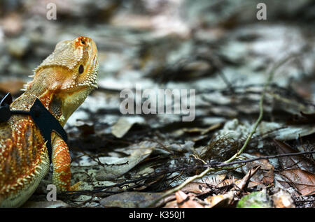 Dragon barbu - Pogona vitticeps Banque D'Images