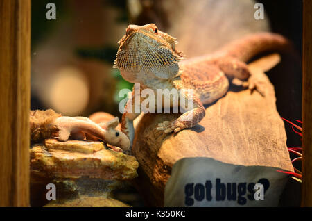 Dragon barbu - Pogona vitticeps Banque D'Images