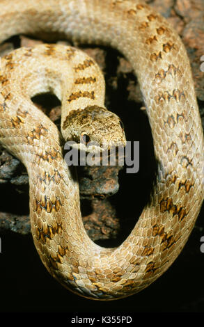 Couleuvre lisse Coronella austriaca. Banque D'Images