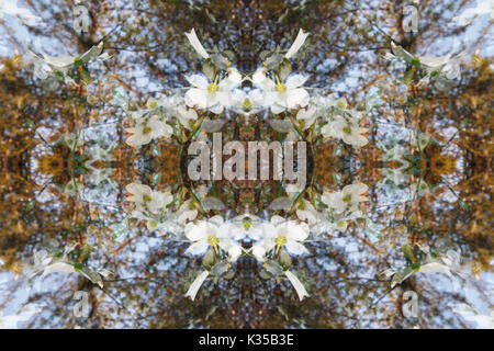 Un résumé d'une forêt d'images psychédéliques. Banque D'Images