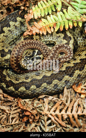 Adder ou Vipera berus vipère du Nord. Les femmes adultes et les jeunes nouveau-né un enlacés. Banque D'Images