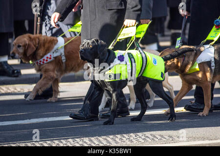 La photo doit être crédité ©fournies par Alpha Press 065630 13/11/2016 chiens durant le service du Dimanche du souvenir au cénotaphe de Whitehall, Londres. Banque D'Images