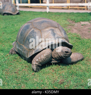 Aldabrachelys Tortue géante d'Aldabra (Geochelone gigantea). Plus grand vivant tortue de terre. Trouvé sur l'Atoll d'Aldabra. De l'Océan indien. Ici dans un zool Banque D'Images