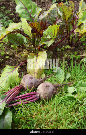 Lit de légumes avec des betteraves fraîchement cueillies sur l'herbe dans un allotissement Banque D'Images
