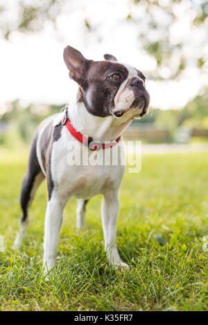 Un Boston terrier noir et blanc portant un faisceau rouge Banque D'Images