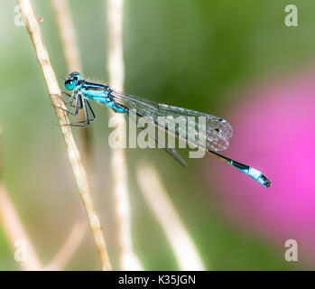 Macro d'une bluetail libellule sur une branche Banque D'Images