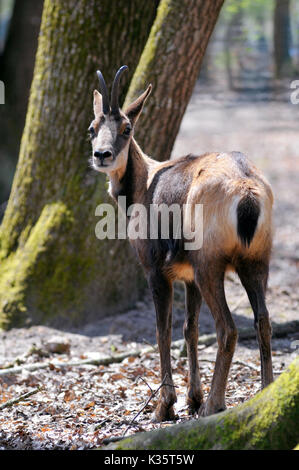 Chamois (Rupicapra rupicapra) dans la forêt Vue de derrière Banque D'Images