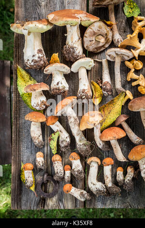 Champignons sauvages sains avec de la forêt de fougères vert Banque D'Images
