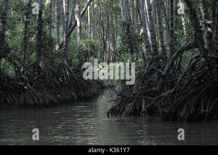 La faune nature forêt marécageuse au sud de la Thaïlande province de Pattani Mangrove Forest bangpoo Khok Pho Banque D'Images