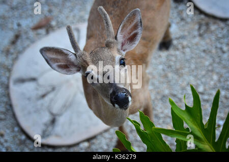 Key deer - Odocoileus virginianus clavium Banque D'Images