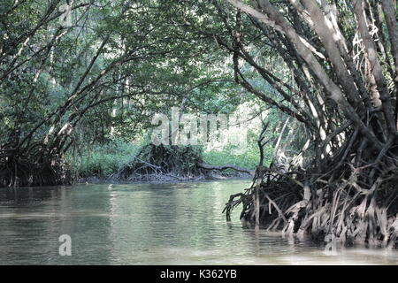 La faune nature forêt marécageuse au sud de la Thaïlande province de Pattani Mangrove Forest bangpoo Khok Pho Banque D'Images