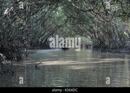 Bateau de la faune nature forêt marécageuse au sud de la Thaïlande province de Pattani Mangrove Forest Banque D'Images