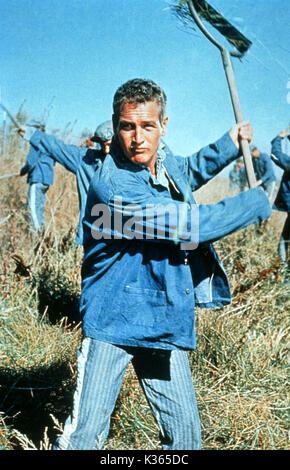 COOL HAND LUKE PAUL NEWMAN Date : 1967 Banque D'Images